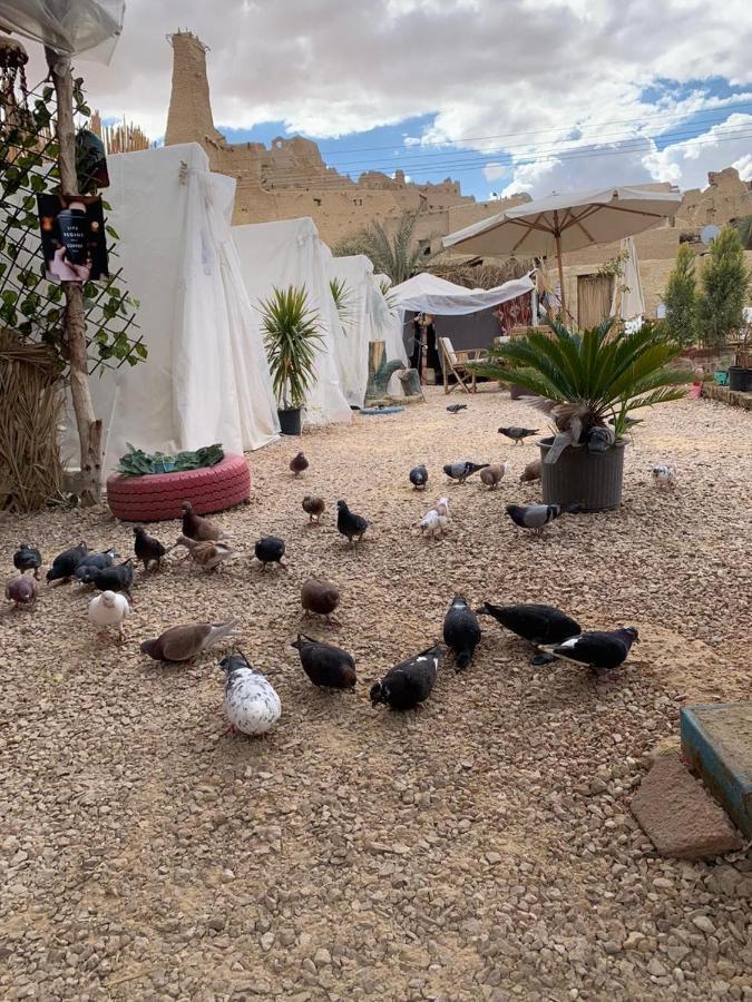 Muhra Camp Siwa Hotell Siwa Oasis Eksteriør bilde